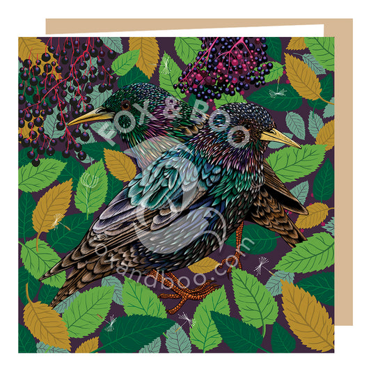 Starlings 'True Colours' Greeting Card