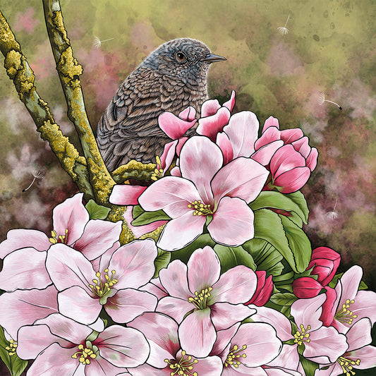 Dunnock and spring blossom design inspired by hedgerow photography in Shropshire
