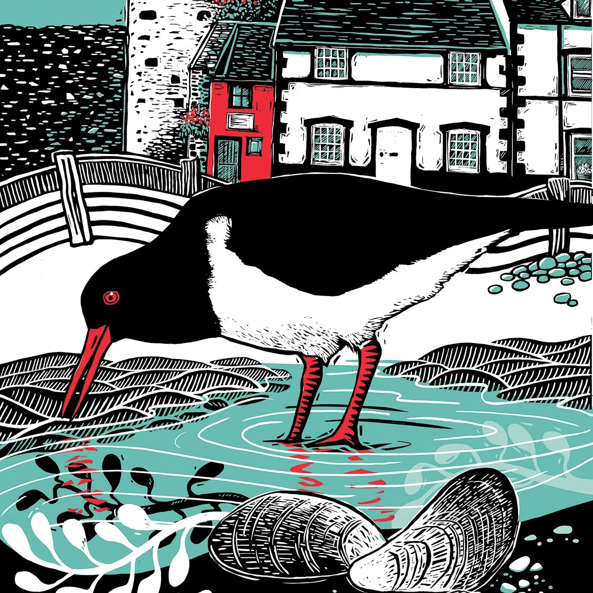 Conwy Oystercatcher