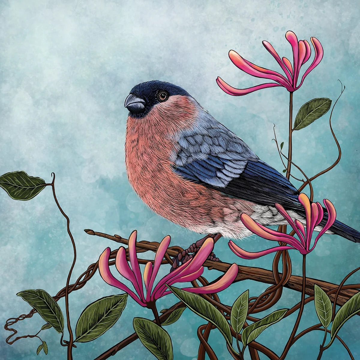 Honeysuckle Bullfinch