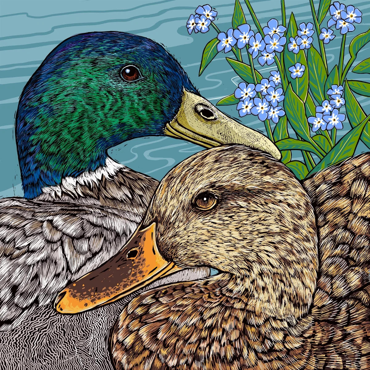 Forget-me-not Mallards