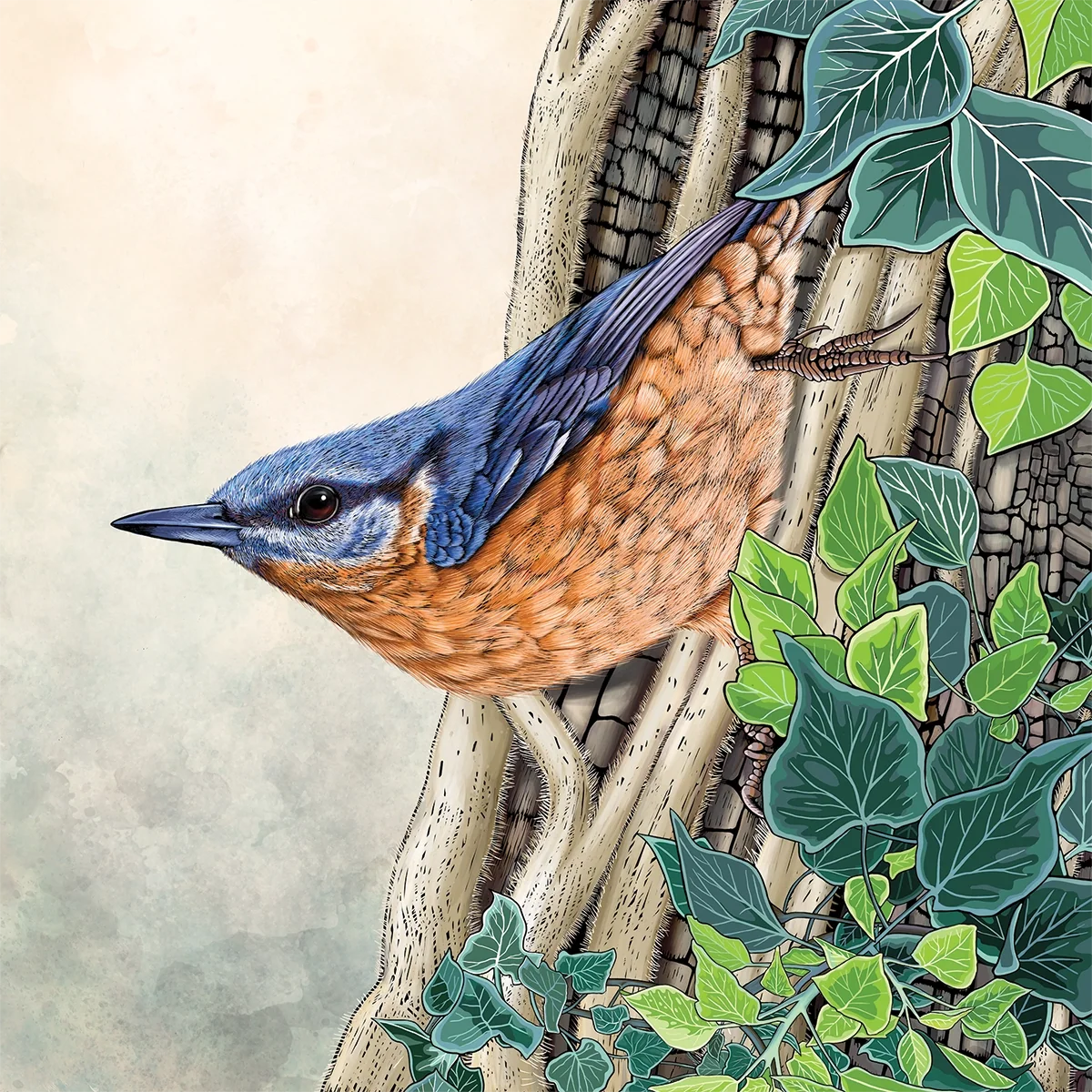 Nuthatch and Ivy