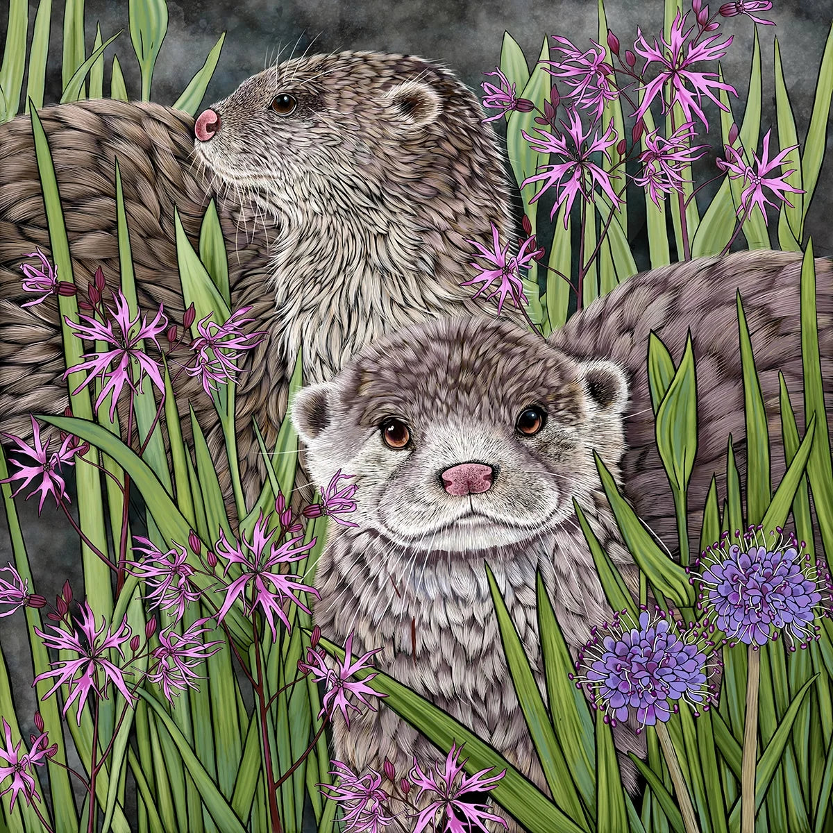 Otters and Ragged Robin