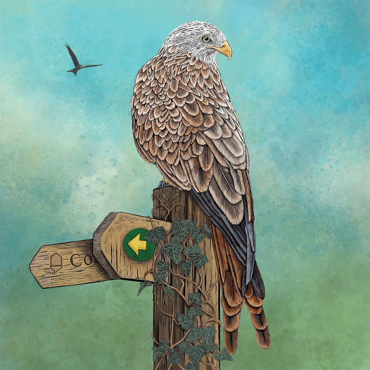 Red Kite