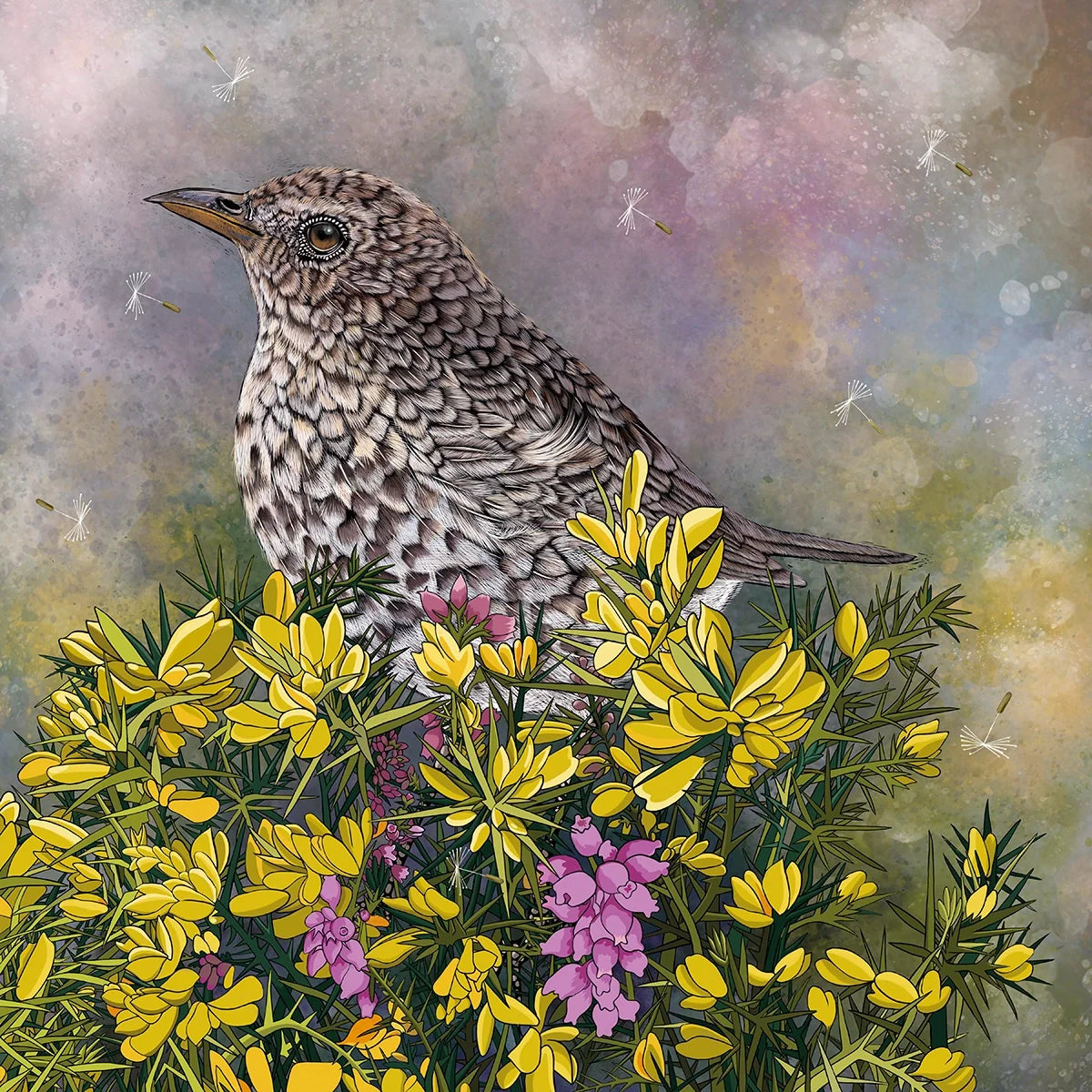 Song Thrush and Gorse