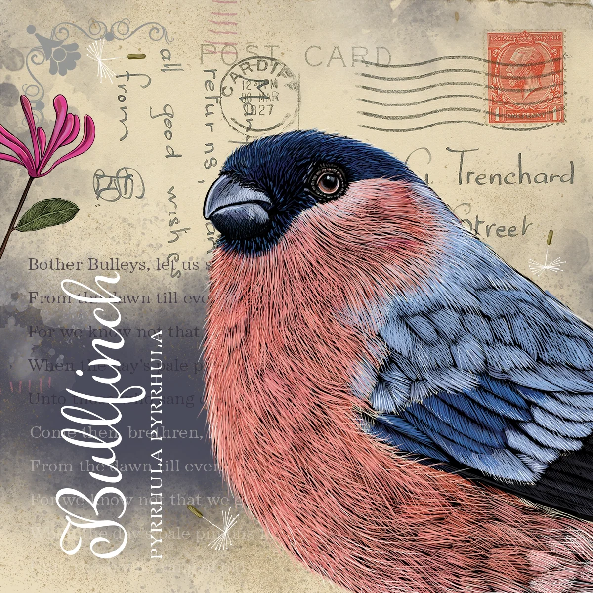 Vintage Style Bullfinch