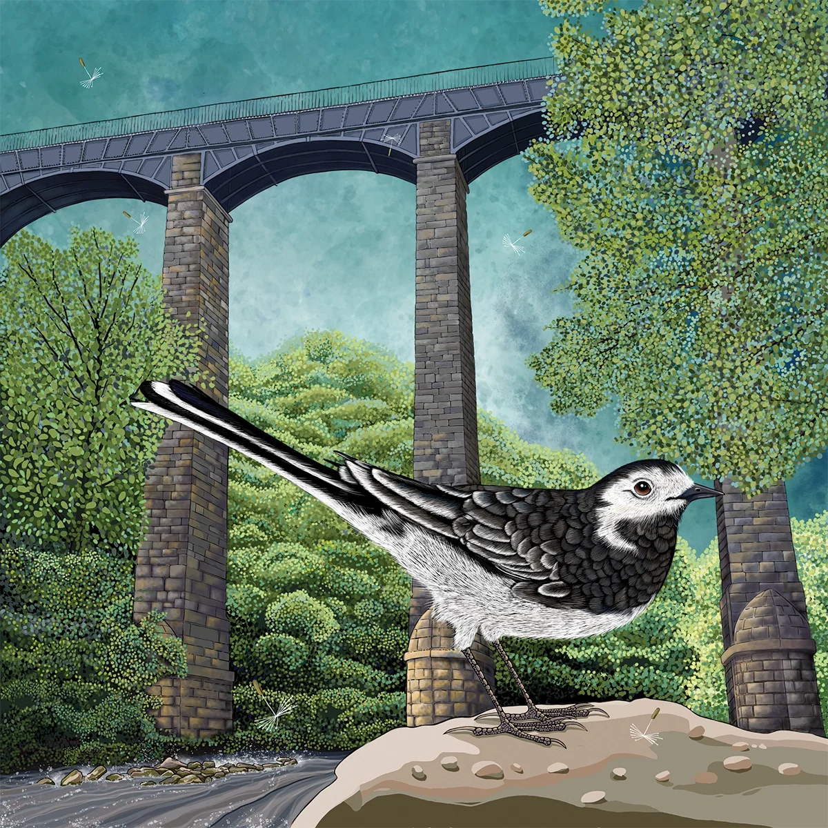 Wagtail at Pontcycyllte
