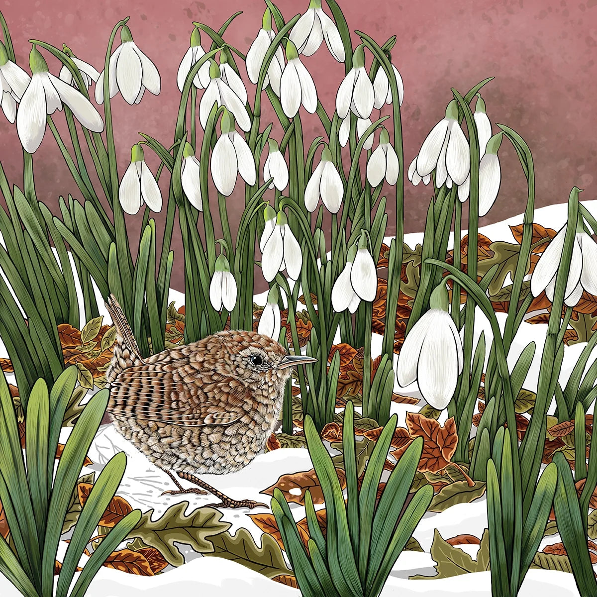 Wren and Snowdrops