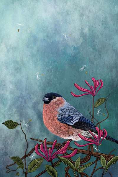 Dramatic, moody illustration features a striking bullfinch perched on some honeysuckle, colours are a dark blue, grey watercolour background which perfectly sets off the coral tones of the honeysuckle and the bullfinch's chest, design by Fox and Boo.