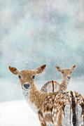 Winter Woodland Deer Tea Towel